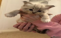 Ragdoll cats for sale: Rehoming wonderful lynx Ragdoll (she’s not £1000!) - Image 5