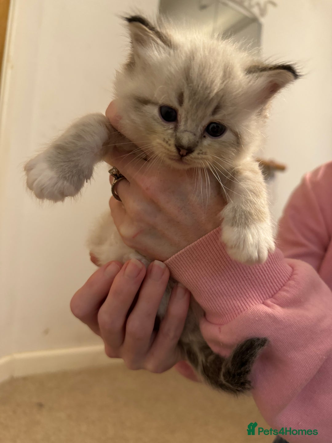 Ragdoll cats for sale: Rehoming wonderful lynx Ragdoll (she’s not £1000!) - Image 5