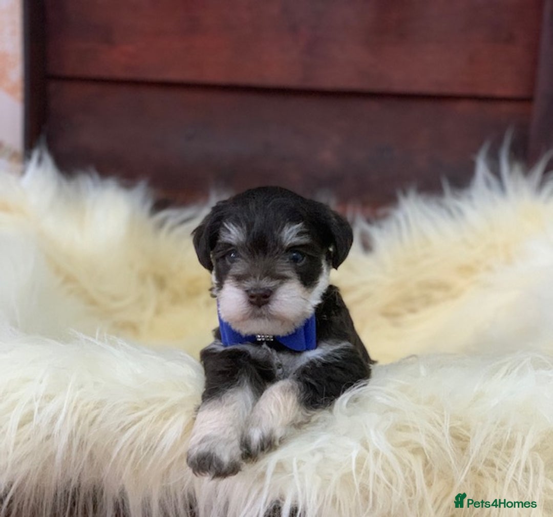 Miniature Schnauzer dogs for sale: 5* LICENSED - KC MINI (TOY) SCHNAUZER CHOCOLATE  - Advert 24