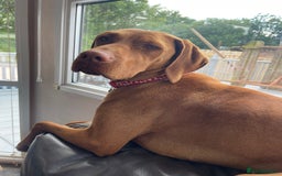 Mixed Breed dogs for sale: Vizsla/rottweiler - Image 12