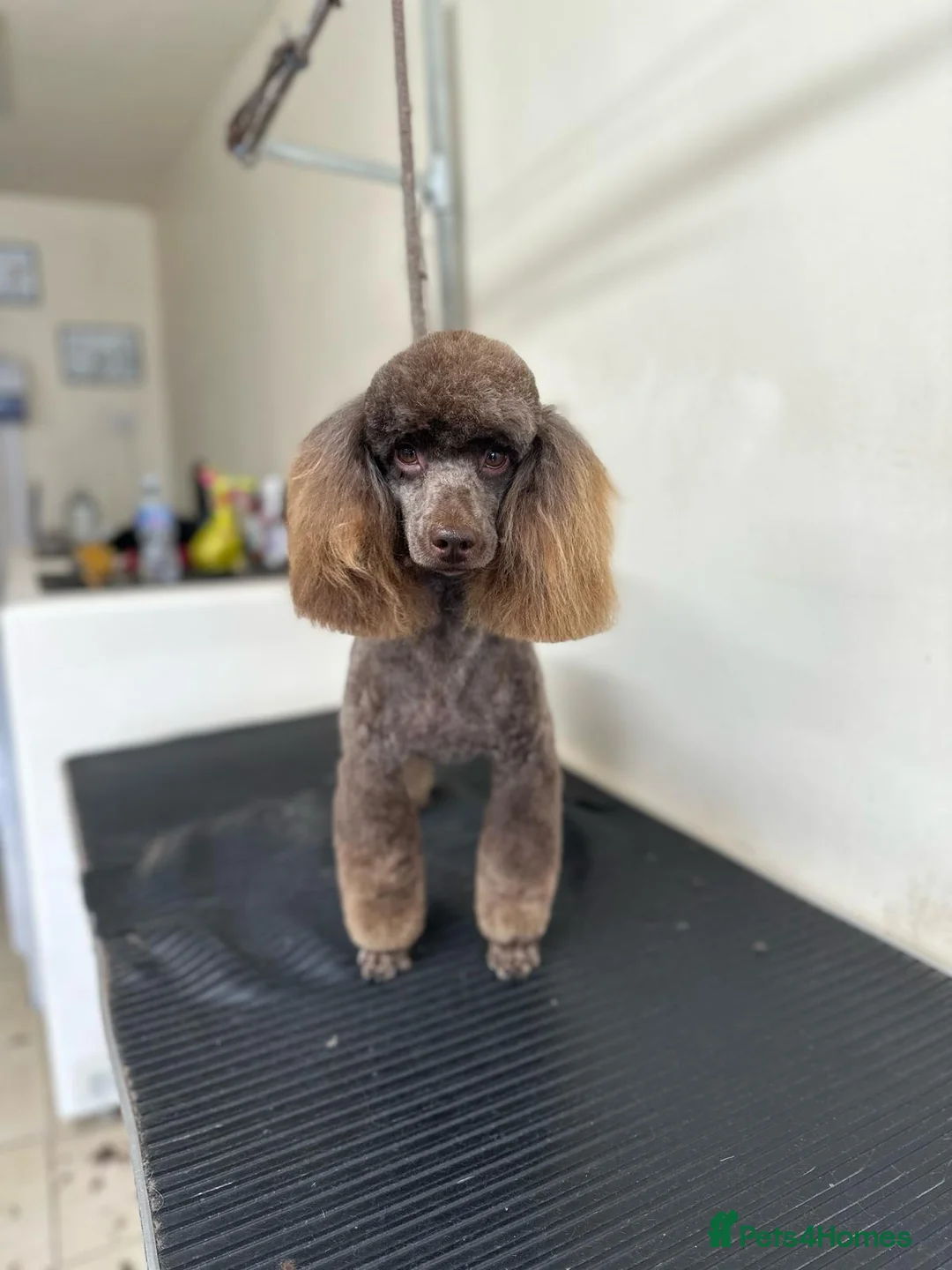 Mixed Breed dogs for sale: Corgipoo 🐾🐶 - Advert 9