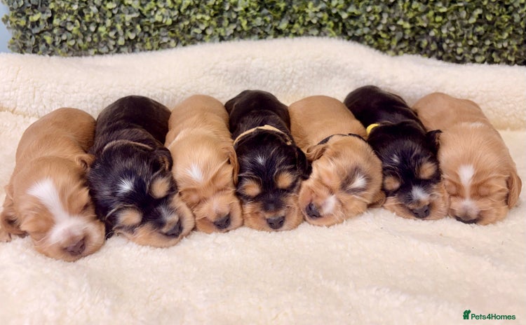 Cocker Spaniel dogs 🧡🤎 Show Cocker Spaniel Puppies For Sale - Advert 4