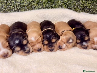 Cocker Spaniel dogs 🧡🤎 KC REG Show Cocker Spaniel Puppies For Sale - Advert 12