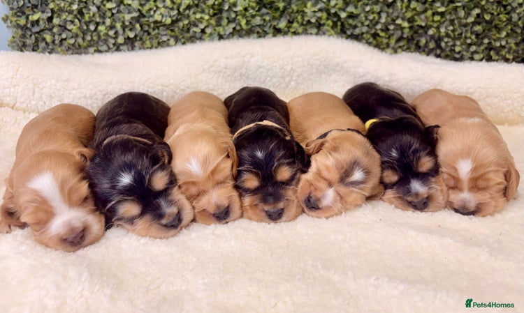 Cocker Spaniel dogs 🧡🤎 KC REG Show Cocker Spaniel Puppies For Sale - Advert 9