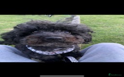 Toy Poodle dogs for sale: Toy poodle  - Image 5
