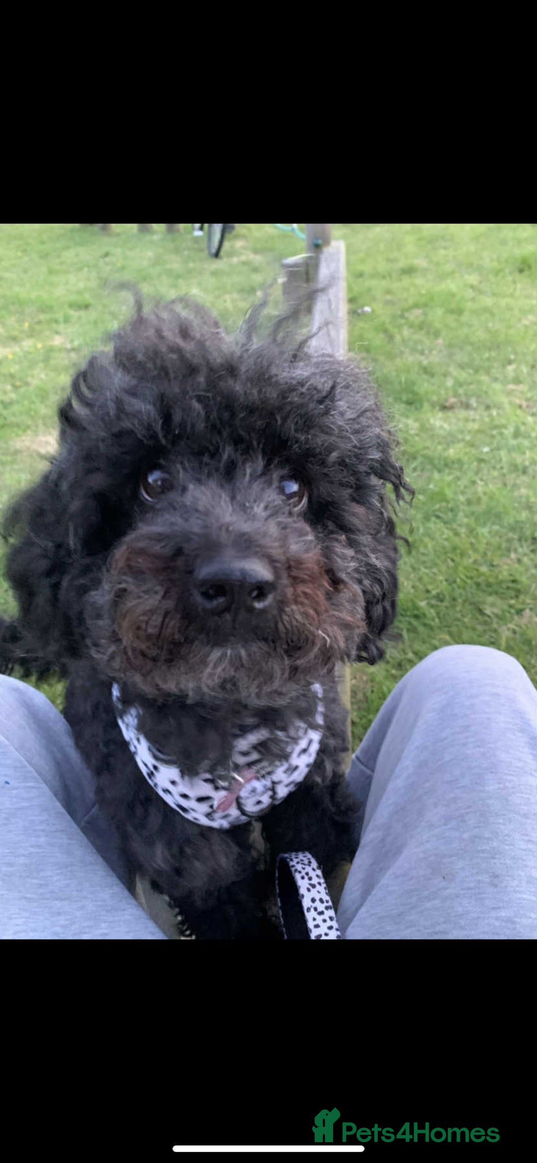 Toy Poodle dogs for sale: Toy poodle  - Image 5