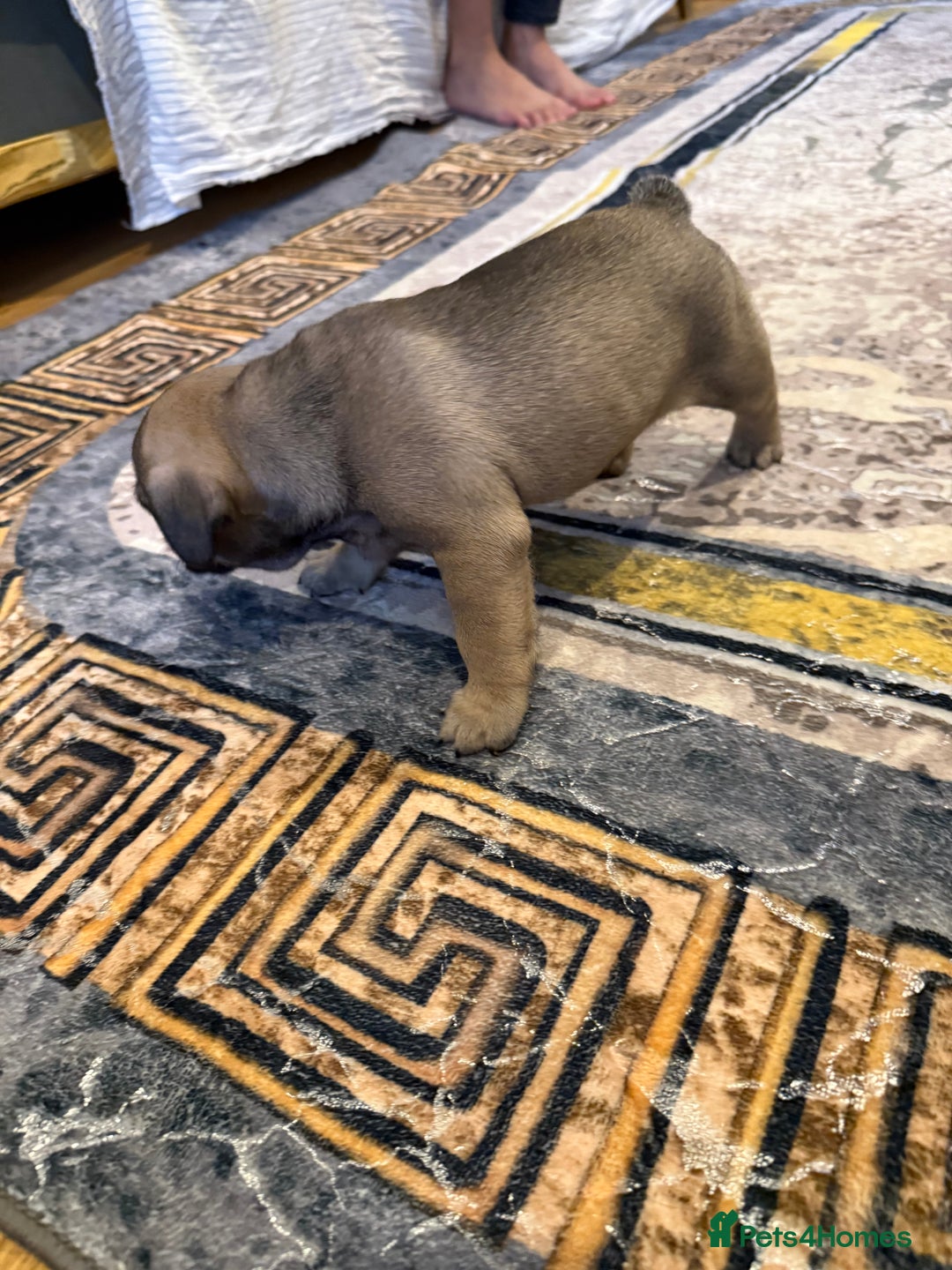 French Bulldog dogs for sale: 4 Little puppy original french bulldog 3 girls1 bo - Image 19