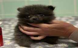 Pomeranian dogs for sale: Beautiful Pomeranian puppies  - Image 8
