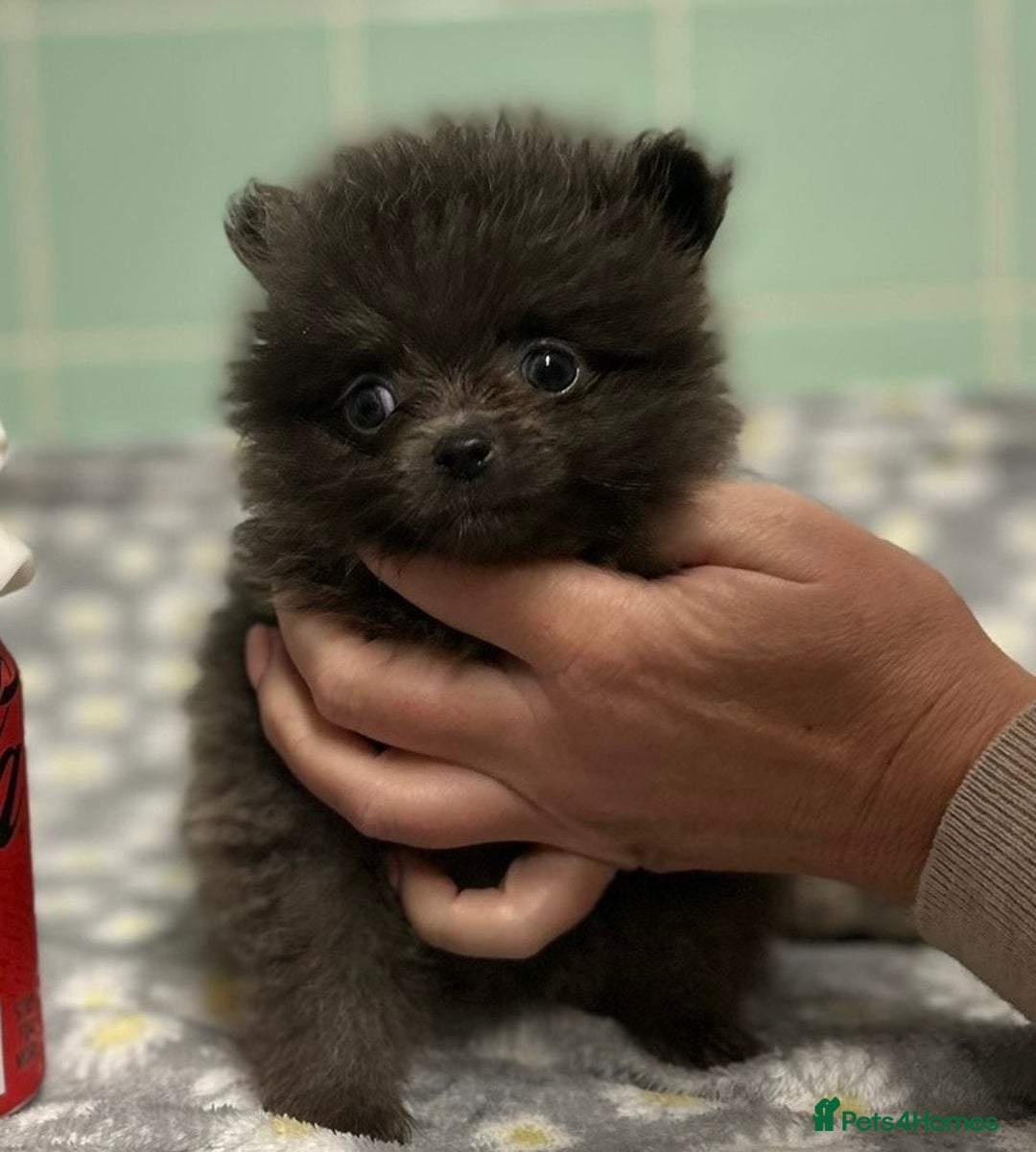 Pomeranian dogs for sale: Beautiful Pomeranian puppies  - Image 8