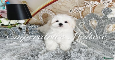Maltese dogs - Advert 4
