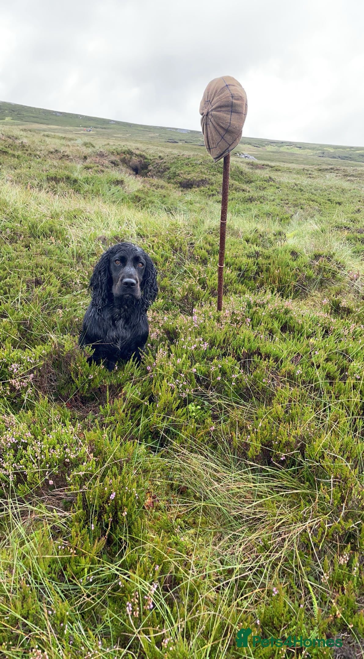 Cocker Spaniel dogs K.C working black cocker dog for stud in Barnard Castle - Advert 9