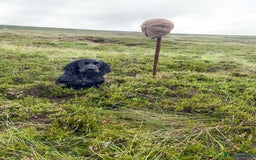 Cocker Spaniel dogs for stud: K.C working black cocker dog for stud in Barnard Castle - Advert 1