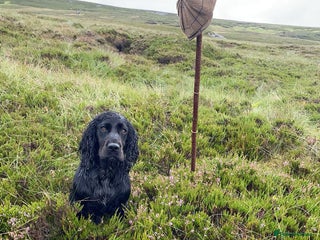 Cocker Spaniel dogs in Barnard Castle - Advert 19