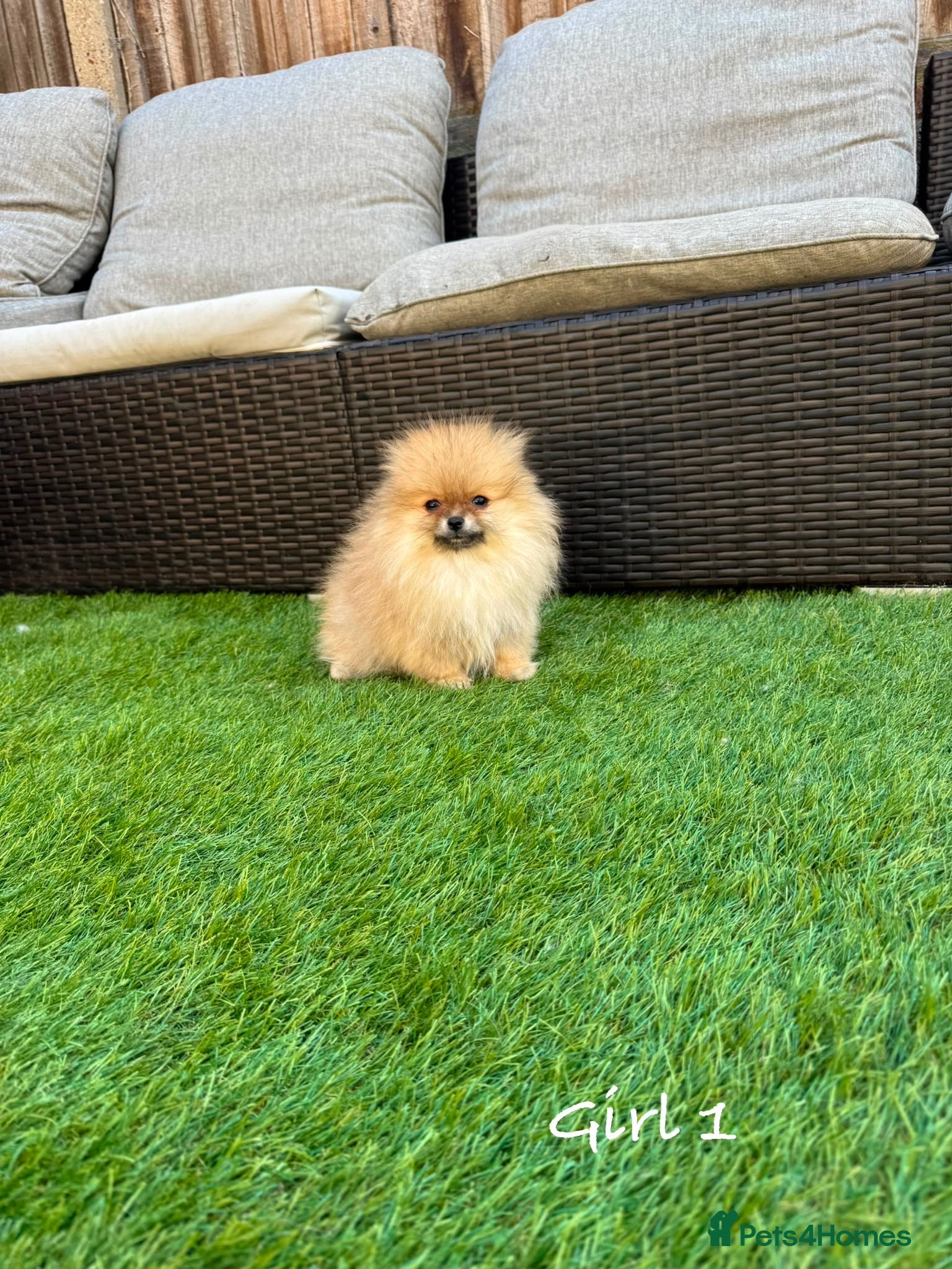 Pomeranian dogs Pure Teddy🐻Tiny🐾Outstanding 🏆 - Advert 2
