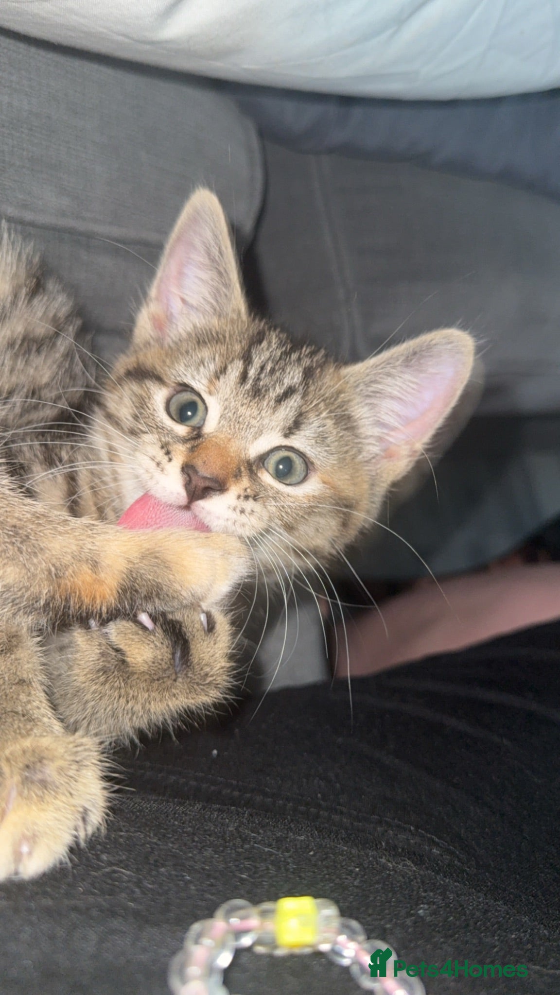 Domestic Shorthair cats Beautiful female kitten  - Advert 1