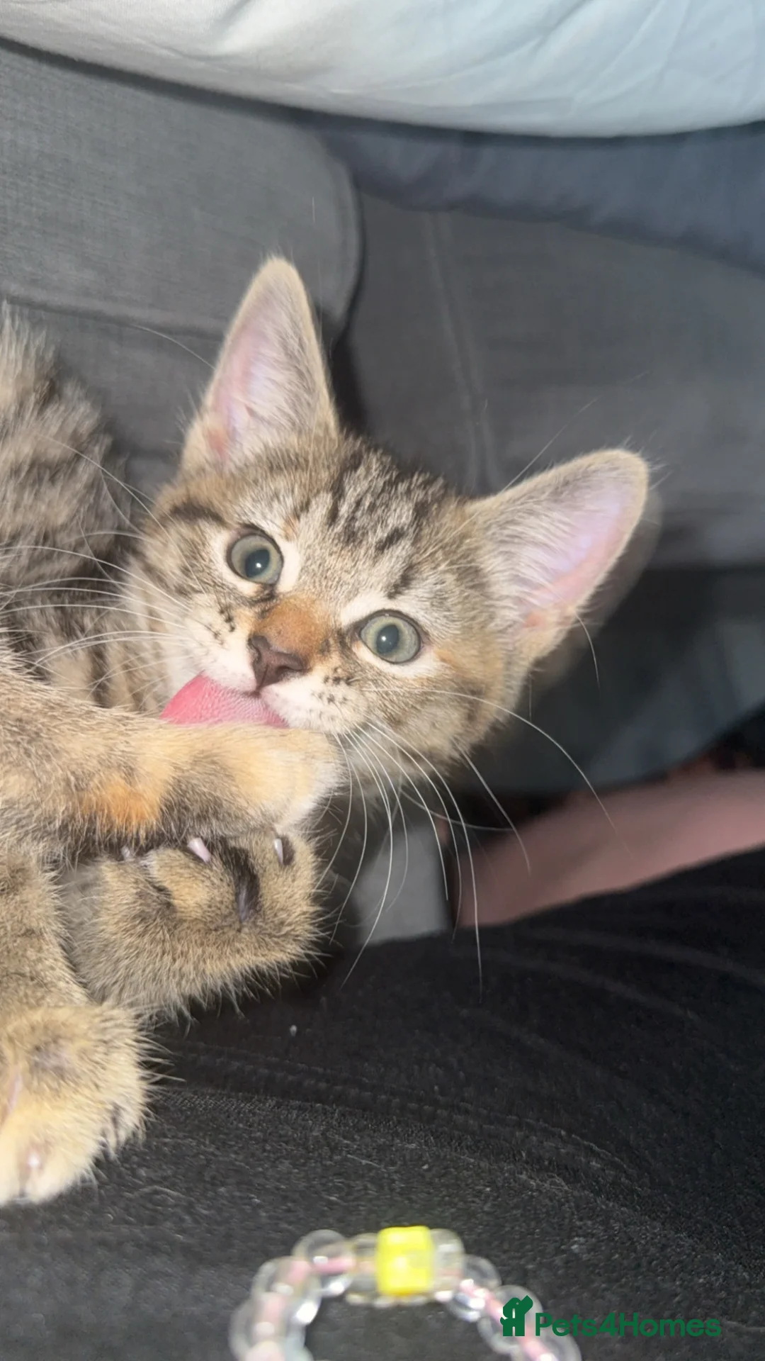 Domestic Shorthair cats for sale: Beautiful female kitten  - Advert 1
