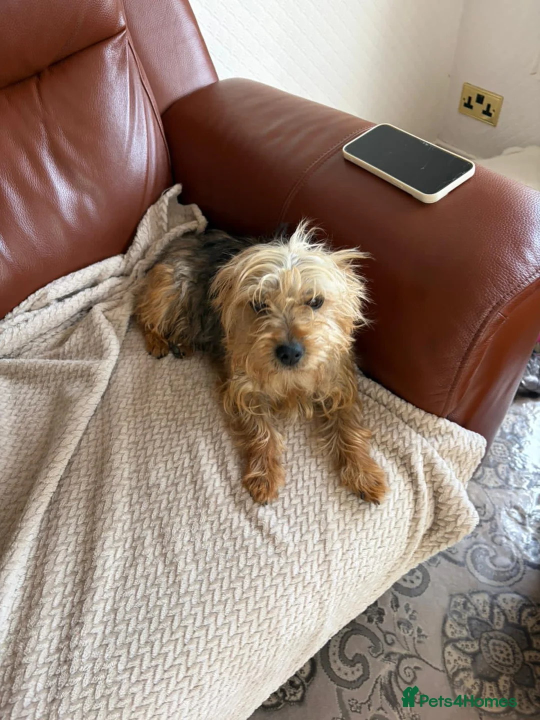 Yorkshire Terrier dogs for sale: Yorkshire terrier puppies - Advert 1