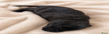 Borador 5
