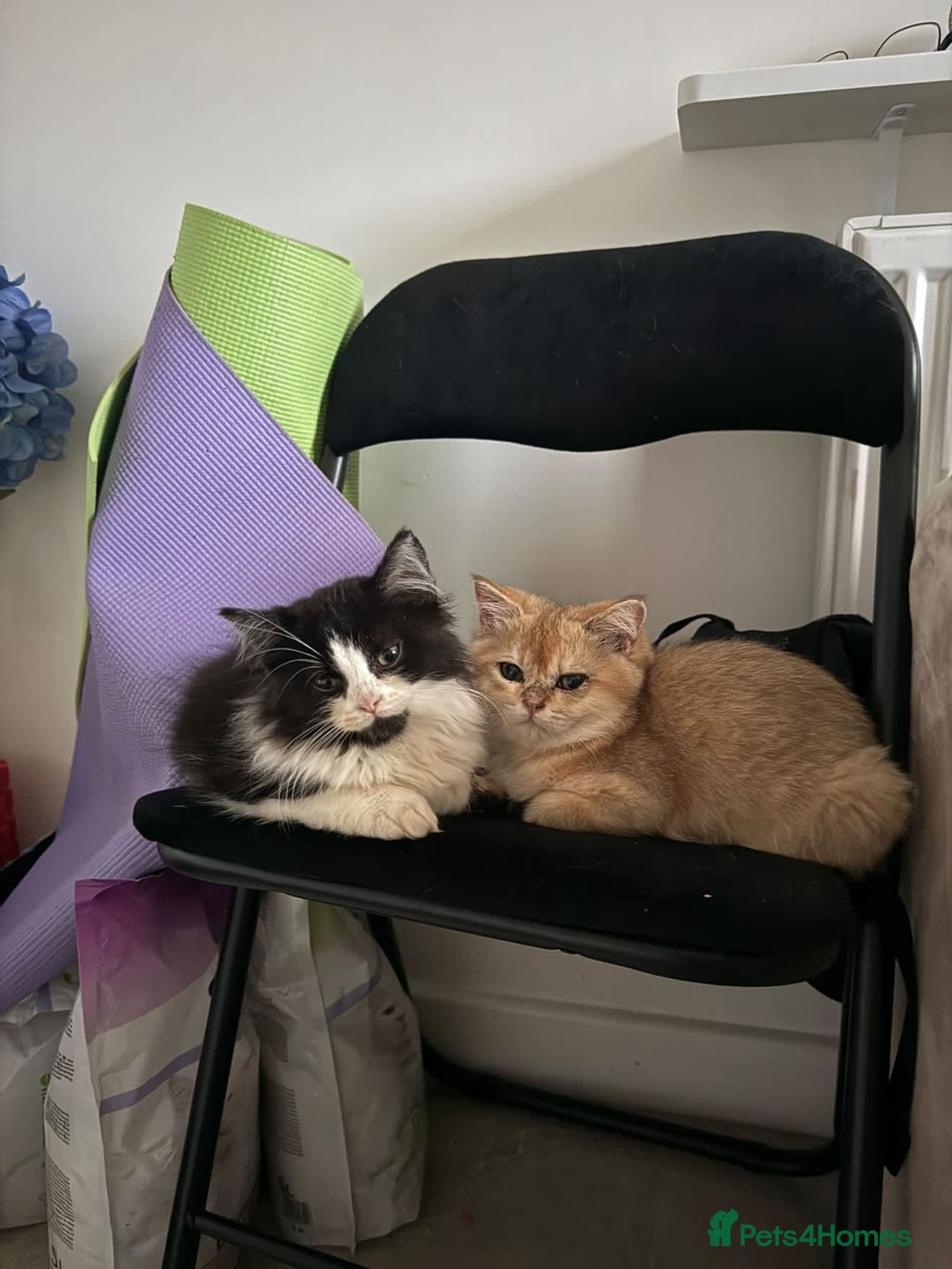 British Shorthair cats for sale: British short hair mixed kittens  - Image 3