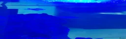 Tetras fish for sale: Tropical Fish Tank for Sale with Fish - Advert 7