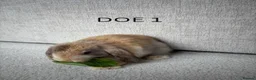 Mini Lop rabbits for sale: Mini lop rabbits for sale  in Winscombe - Advert 8
