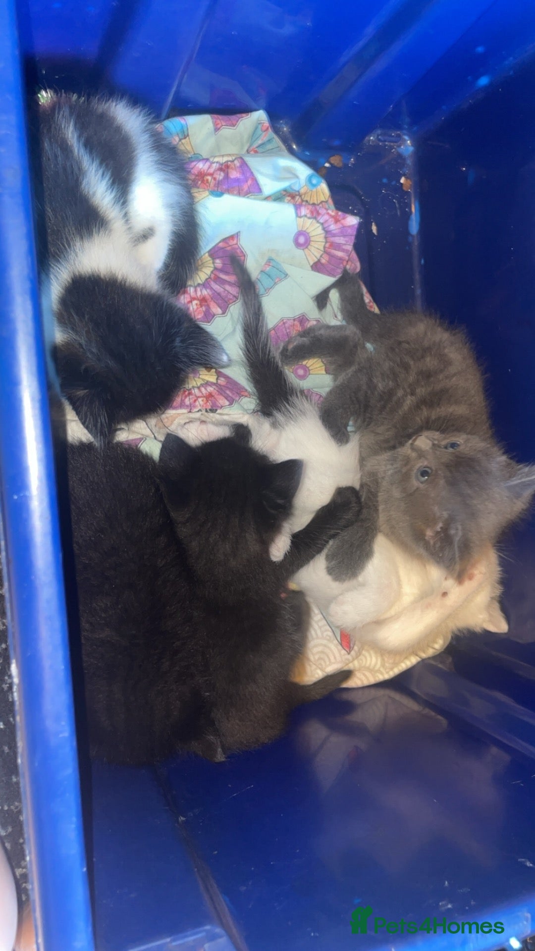 Mixed Breed cats 4 females  - Advert 2