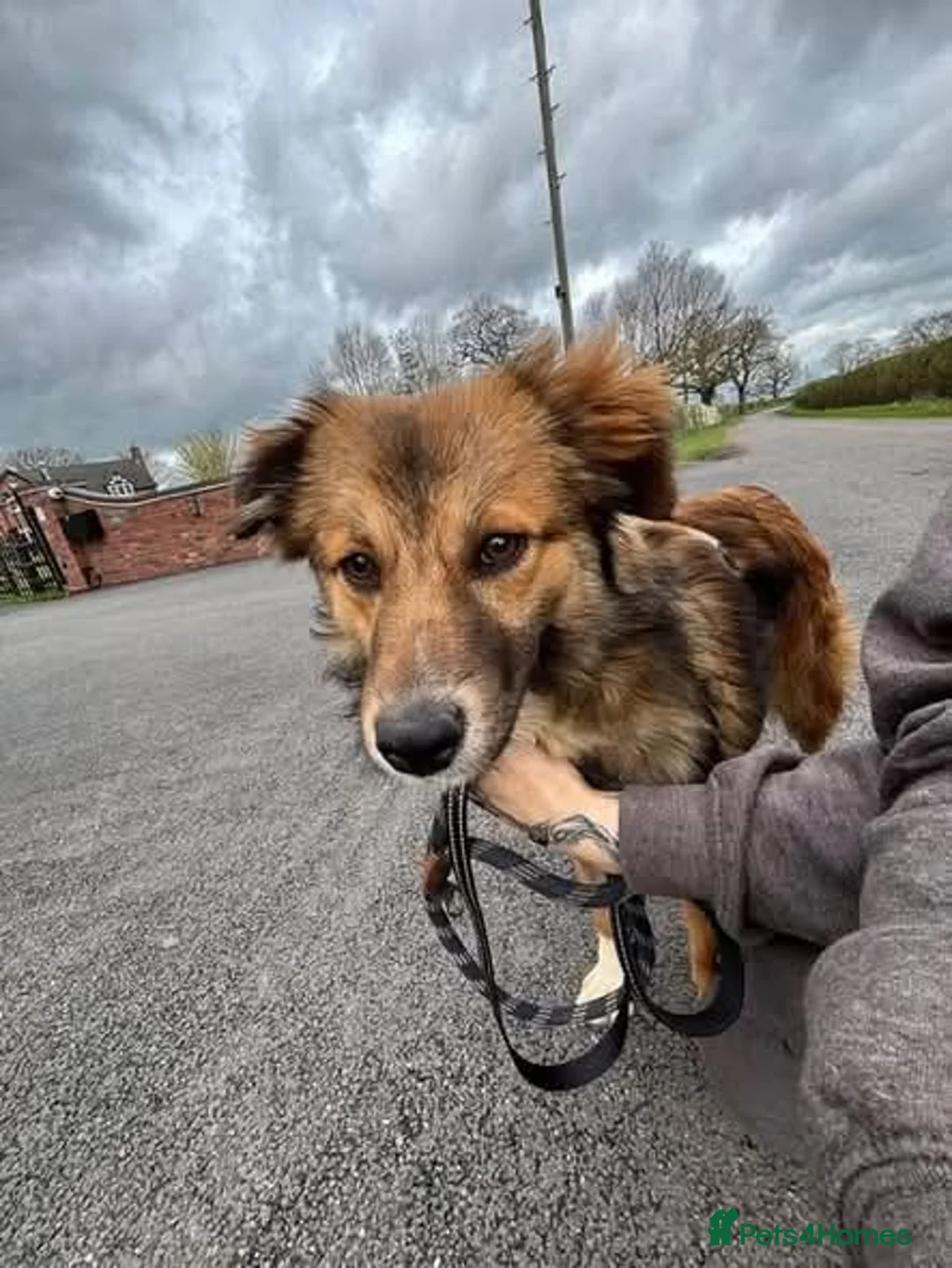 Mixed Breed dogs for adoption: Meet Twix, currently residing in Lancashire  in Wigan - Advert 2