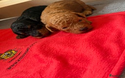Labradoodle dogs for sale: Miniature Labradoodle F1BB Puppies - Image 2