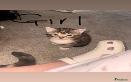 Mixed Breed cats for sale: Mixed breed kittens  - Image 4