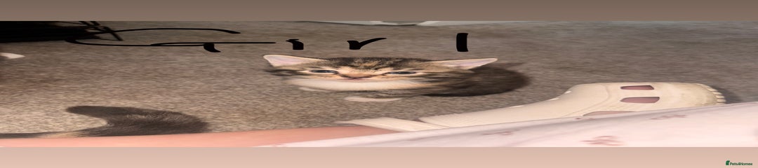 Mixed Breed Kitten 2