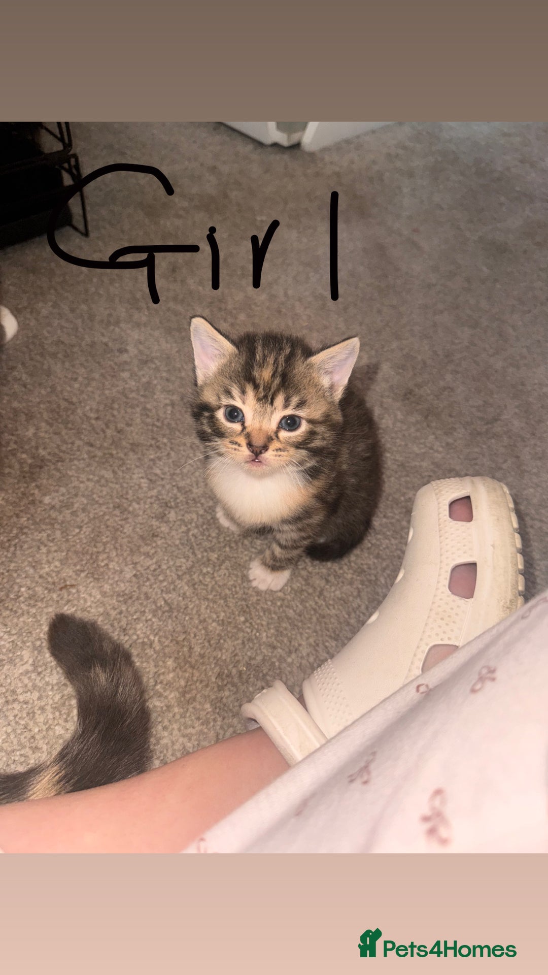 Mixed Breed cats for sale: Mixed breed kittens  - Image 4