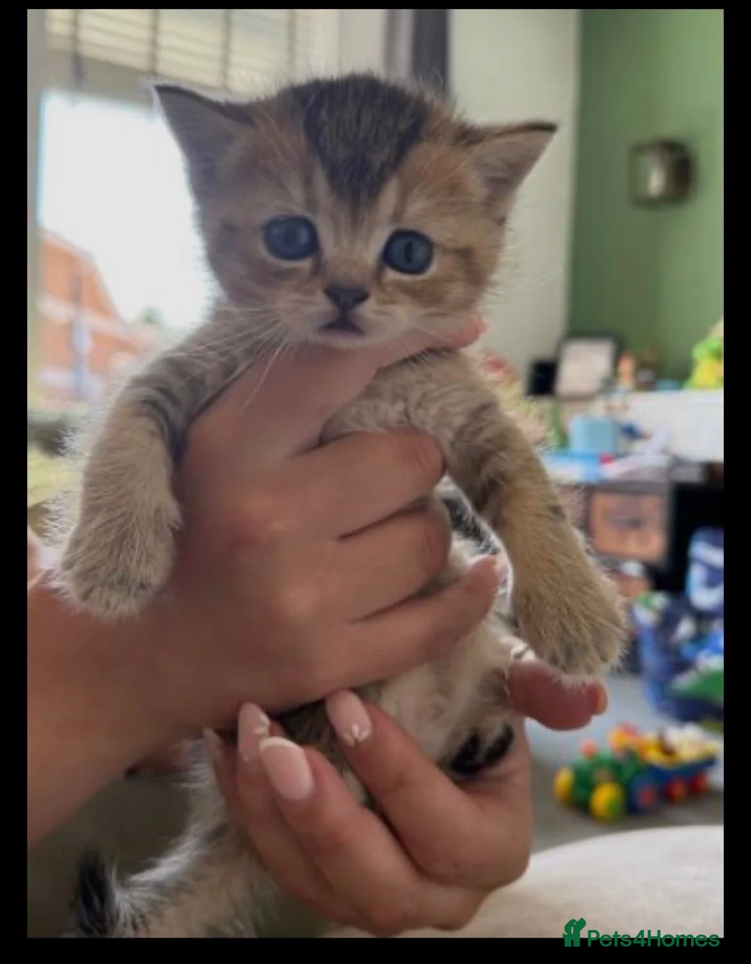 British Shorthair cats for sale: British Shorthair Kittens - Advert 2