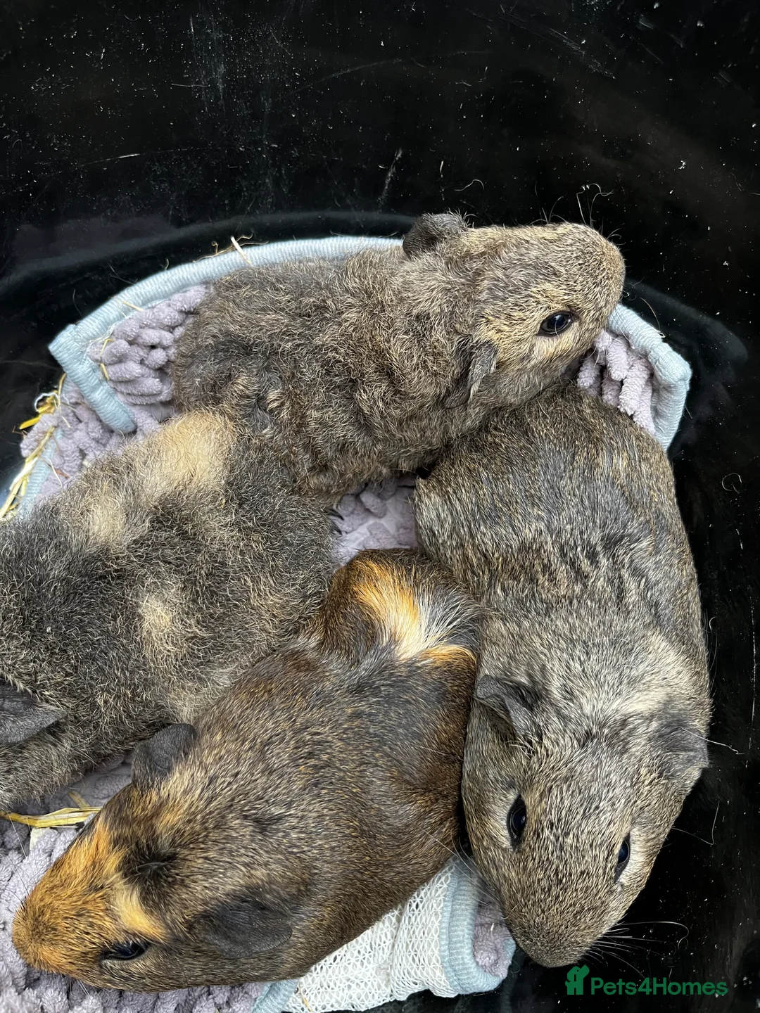 Guinea Pig rodents for sale: Bonded Boar (male) Guinea Pigs - Advert 1