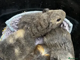 Guinea Pig rodents Bonded Boar (male) Guinea Pigs - Advert 1