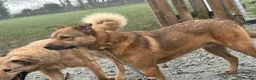 Mixed Breed dogs for adoption: Toffee - Norwich Norfolk  in Norwich - Advert 1