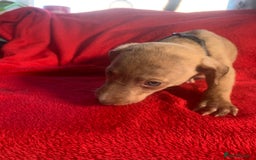 Lurcher dogs for sale: Family friendly pups - Image 13