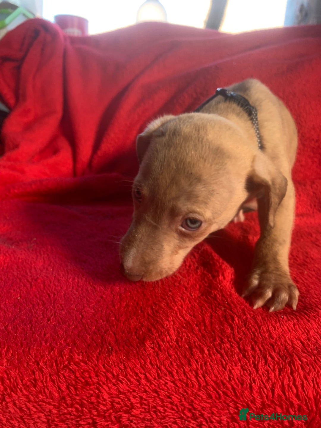 Lurcher dogs for sale: Family friendly pups - Image 13
