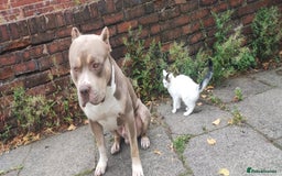 Mixed Breed dogs for sale: Caine corso/ American bully 10 weeks - Advert 36