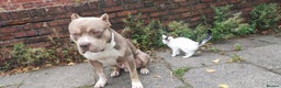 Mixed Breed dogs for sale: Caine corso/ American bully 10 weeks - Advert 36