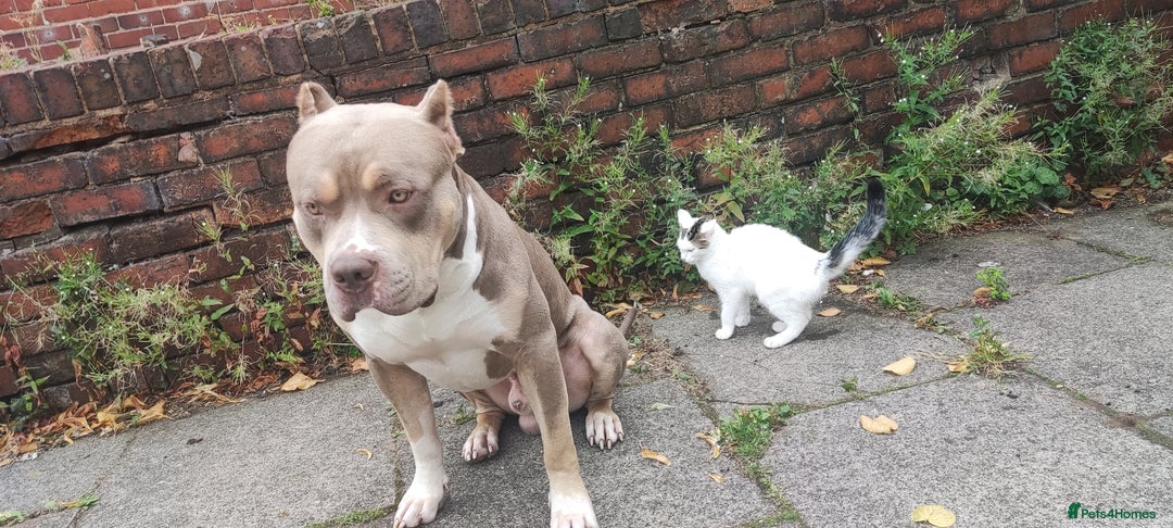Mixed Breed dogs for sale: Caine corso/ American bully 10 weeks - Advert 36