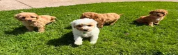 Cavapoo dogs for sale: Toy Cavapoo Puppies  - Advert 13