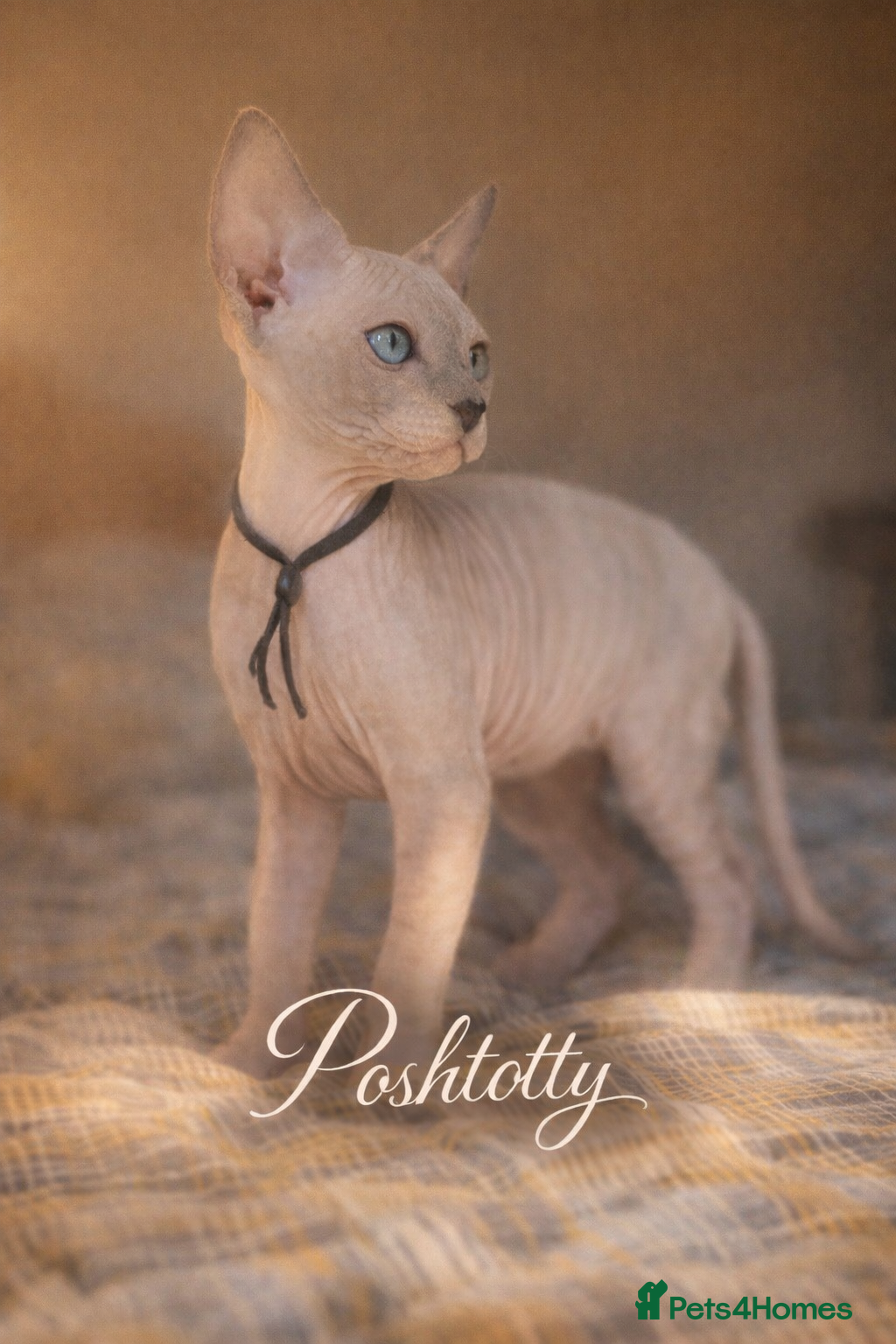 Sphynx cats Sphynx Kittens - European Champion Bloodlines - Advert 1