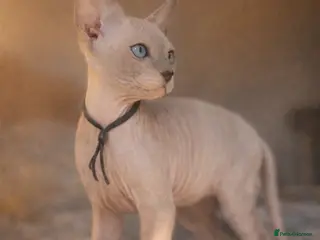 Sphynx cats Sphynx Kittens - European Champion Bloodlines - Advert 1