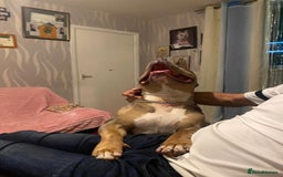 American Bully dogs for sale: American bully  - Image 11