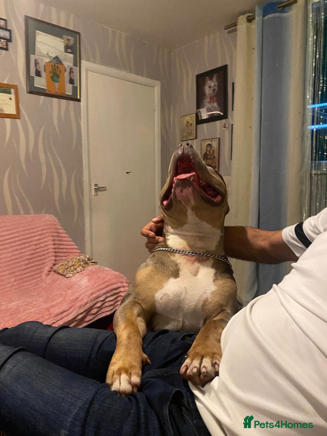 American Bully dogs for sale: American bully  - Image 11