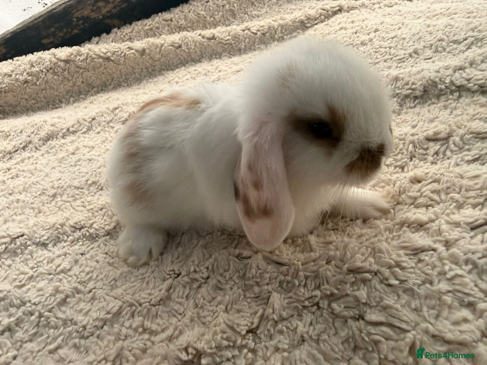 Mini Lop rabbits 5 stunning mini lops - Advert 2