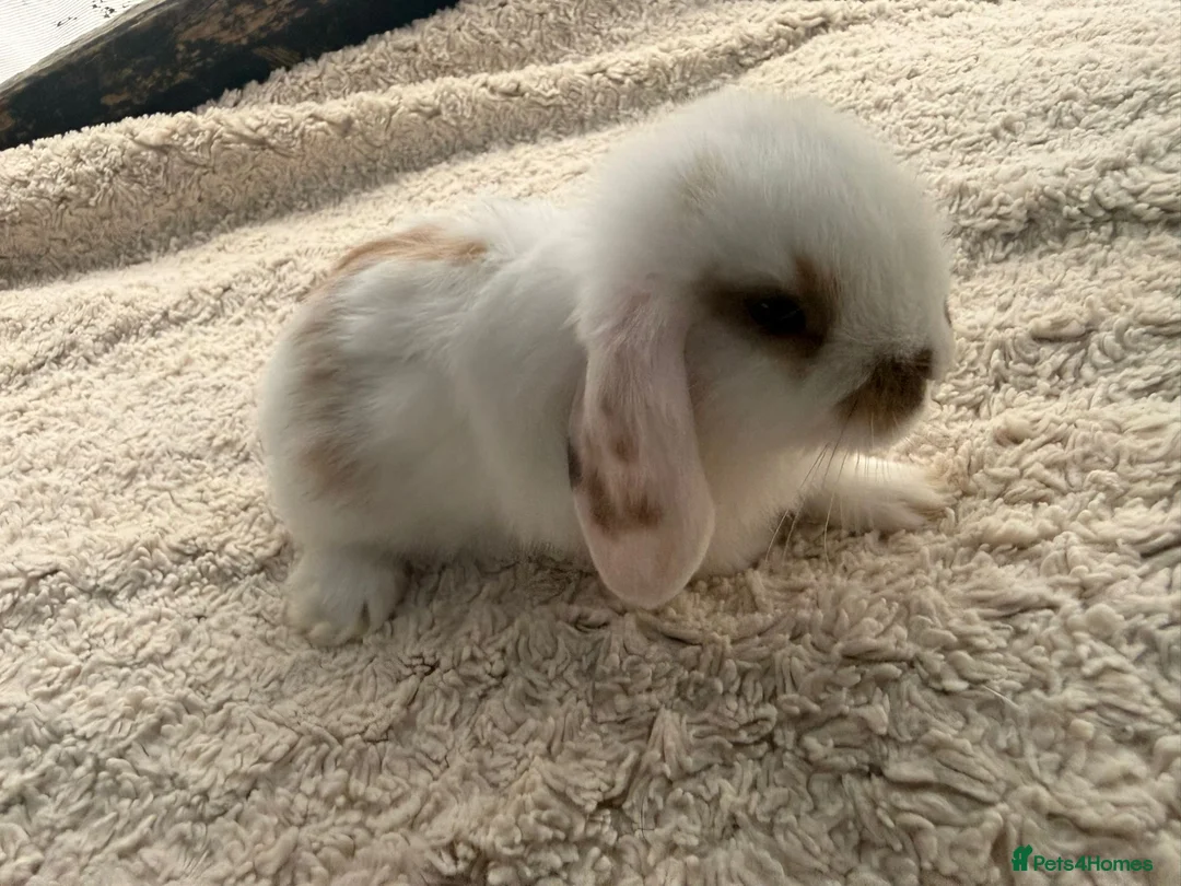 Mini Lop rabbits for sale: 5 stunning mini lops - Advert 1