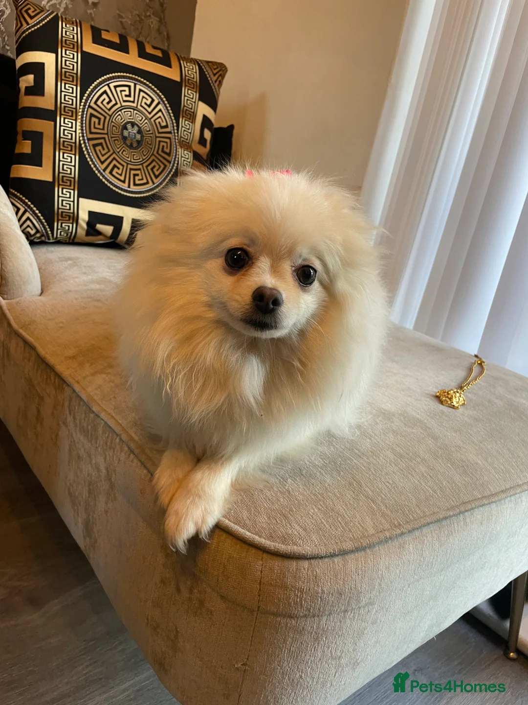 Pomeranian dogs for sale: Beautiful tiny Pomeranian male pup left  - Advert 12