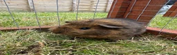 Guinea Pig rodents for sale: Gorgeous baby girls!  - Advert 4