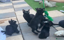 Mixed Breed cats for sale: Mixed breed kittens - Image 9